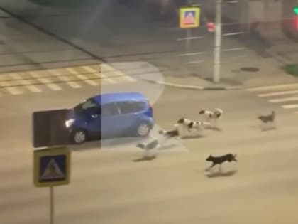 На улице Гагарина в Рязани засняли нападающих на машины собак