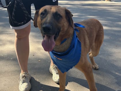 Выставка бездомных животных в Рязани: шанс на новую жизнь