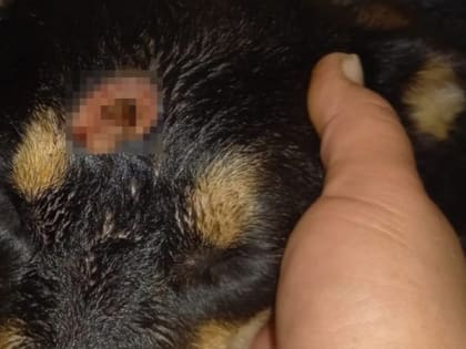 В Сараевском районе неизвестный выстрелил собаке в голову