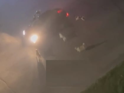 Жители Рязани умоляют спасти от агрессивной стаи собак