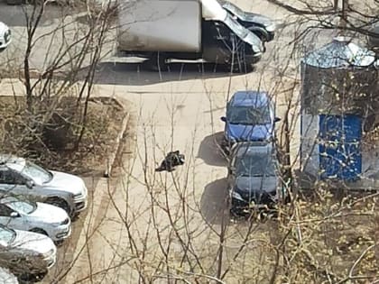 В Рязани обнаружили лежащего на дороге мужчину без сознания