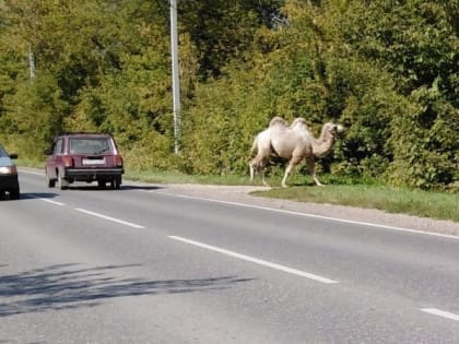 У дороги под Рязанью сфотографировали верблюда