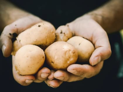 Опрос: многие рязанцы не хотят сажать картофель