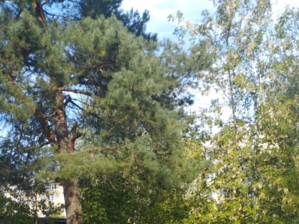 Жители Солочти пожаловались на мусор, который остался после сноса старых построек