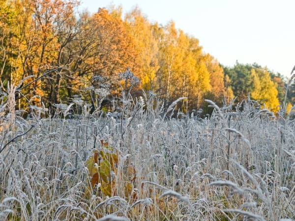14 ноября в Рязанском регионе среднесуточная температура воздуха понизится как минимум на 5 градусов