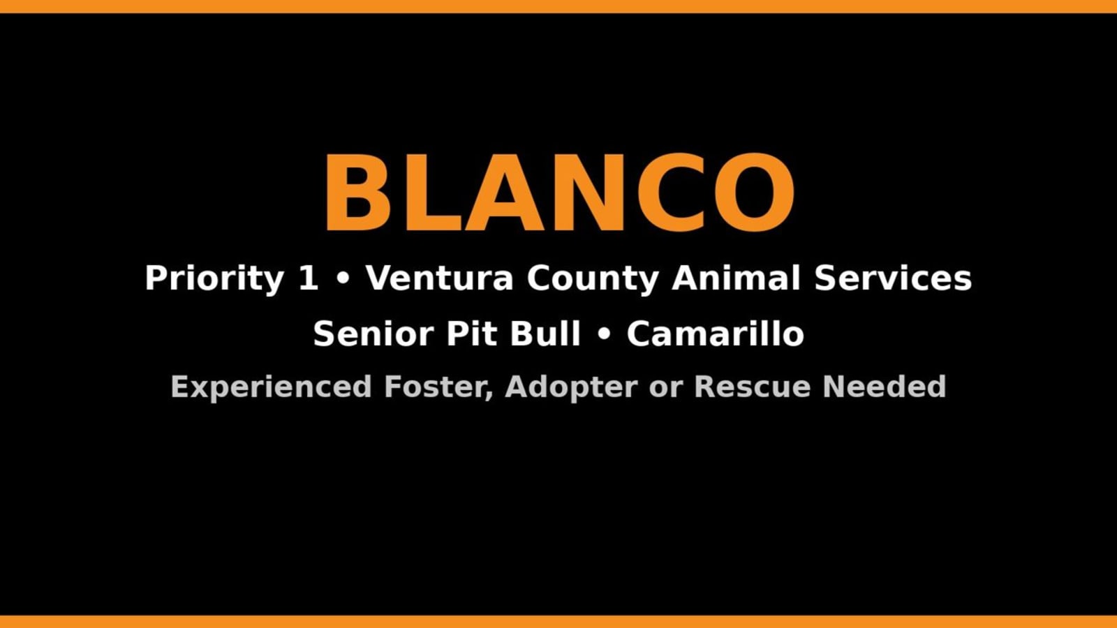 Blanco, a Senior Pit Bull in Camarillo, Needs a Quick, Experienced Exit