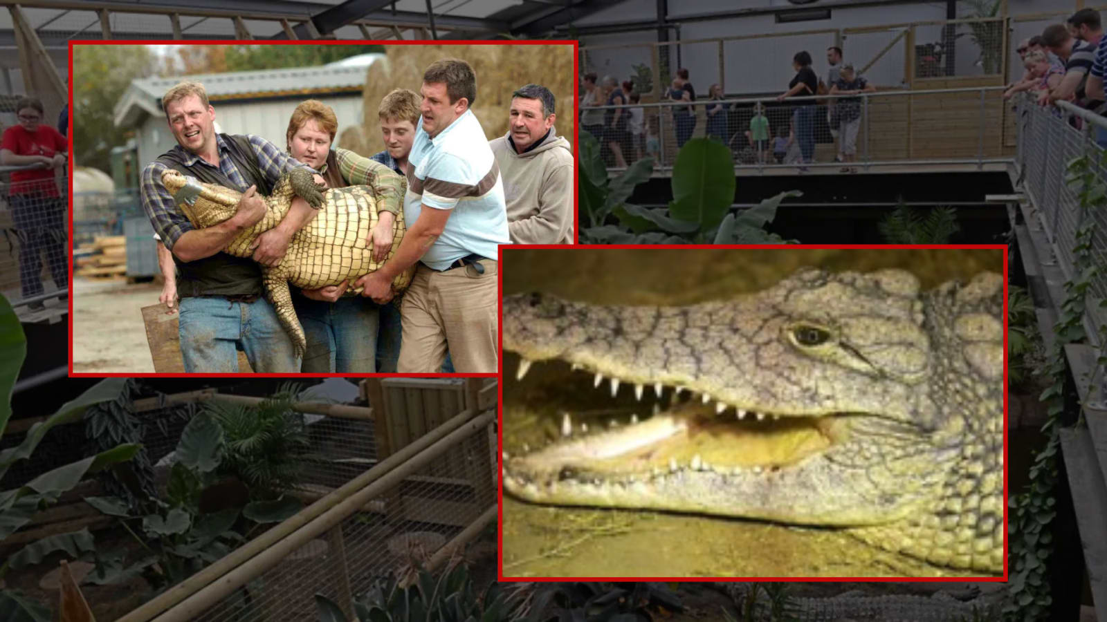 Man with learning disability throws 3-year-old boy into crocodile pit at UK zoo.