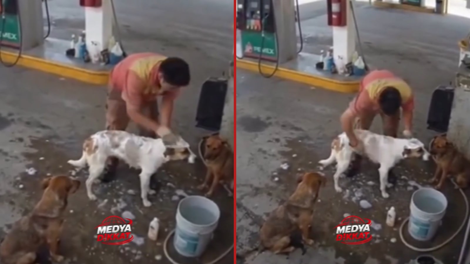 Viral Video Claims Gas Station Employee in Mexico Was Fired for Washing Stray Dogs on Break
