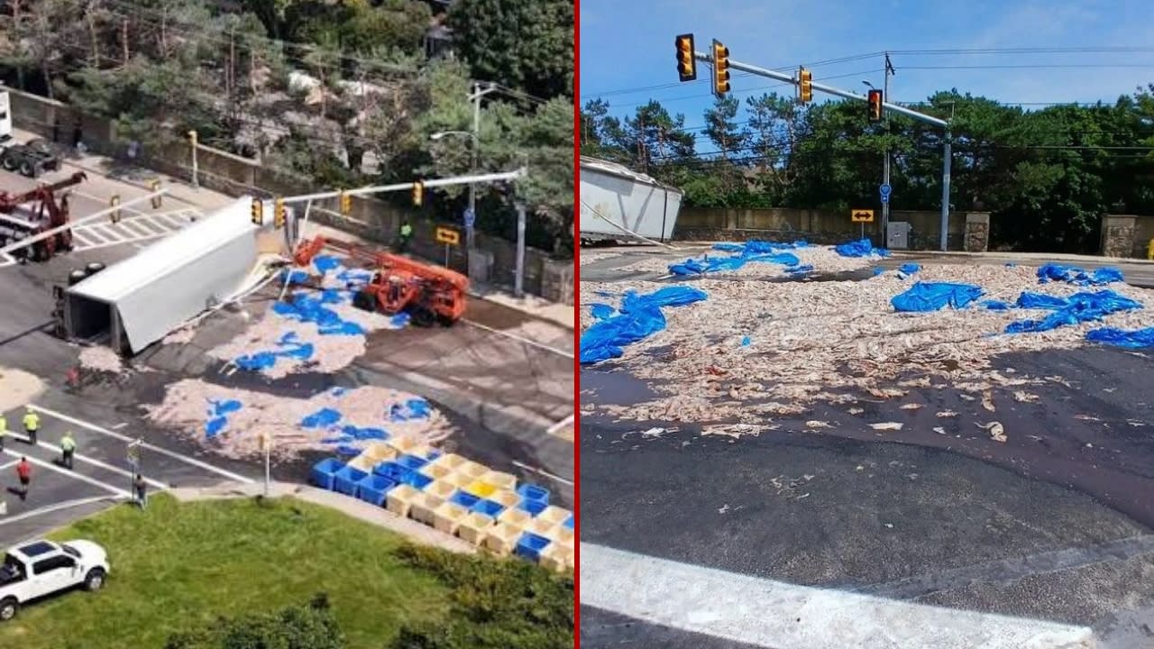 20 Tons of Squid Spill Onto Road After Truck Overturns in Narragansett, Rhode Island