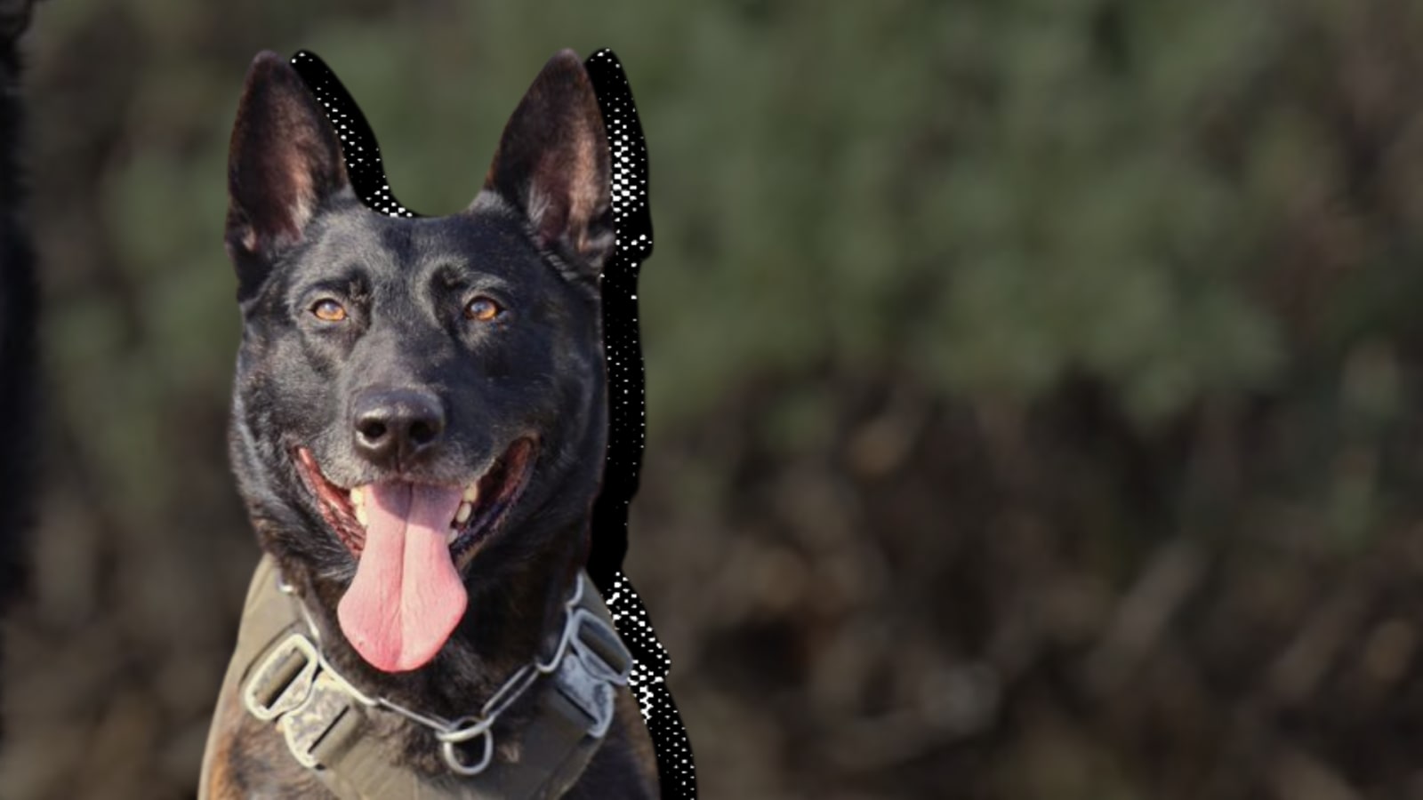 San Luis Obispo County Sheriff’s Office Celebrates K9 Mando’s 6th Birthday