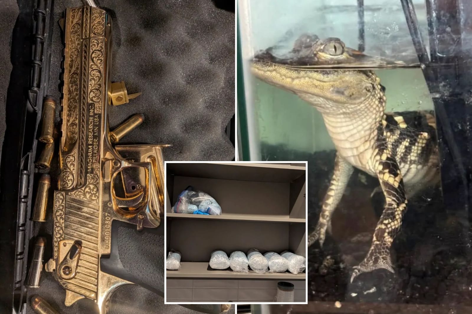 FBI Finds Alligator and Golden Gun in Luxury Fentanyl Stash House
