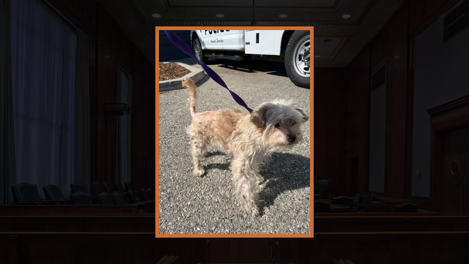 Santa Paula Police Seek Owners of Friendly Stray Dog Found Near Palm Avenue