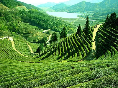 Assam
