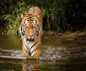 Sundarbans