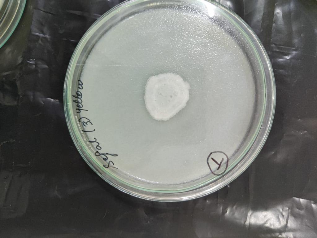 Microbiology experiments - Research Decode Consultancy Cover Image