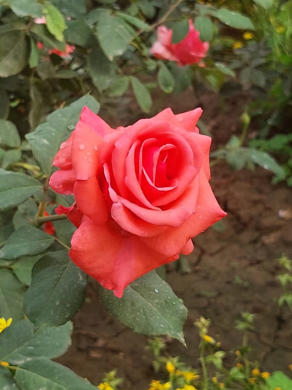 MARIA HABIB Profile Picture