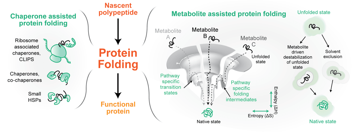 Scientific Illustrator - Research Decode Consultancy Cover Image