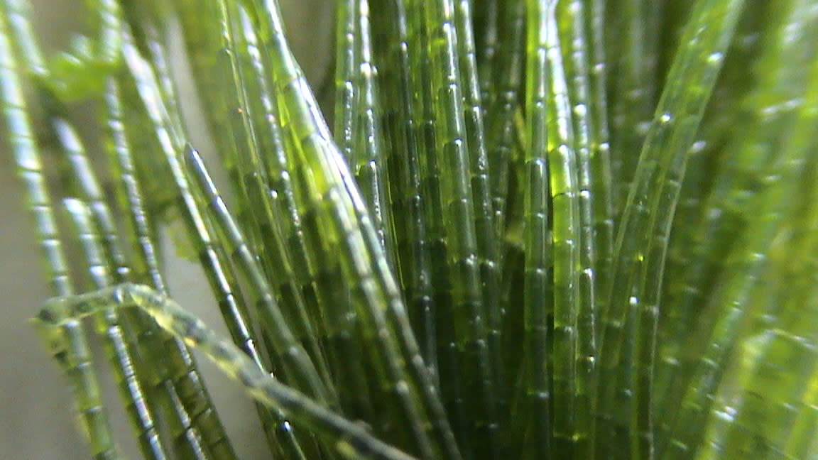 Expert support for Innovative Algal Biotechnology for Drug Discovery and Nutraceutical Development - Research Decode Consultancy Cover Image