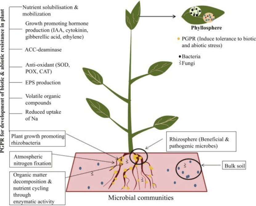 Plant stress physiology with microbes and Data analysis - Research Decode Consultancy Cover Image
