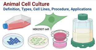 Animal Cell Culture Advice - Research Decode Consultancy Cover Image