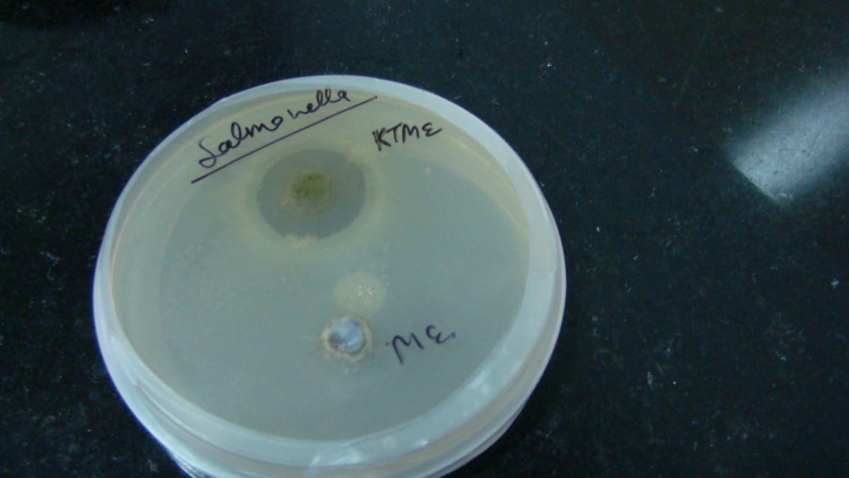Microbiological analysis in food samples - Research Decode Consultancy Cover Image