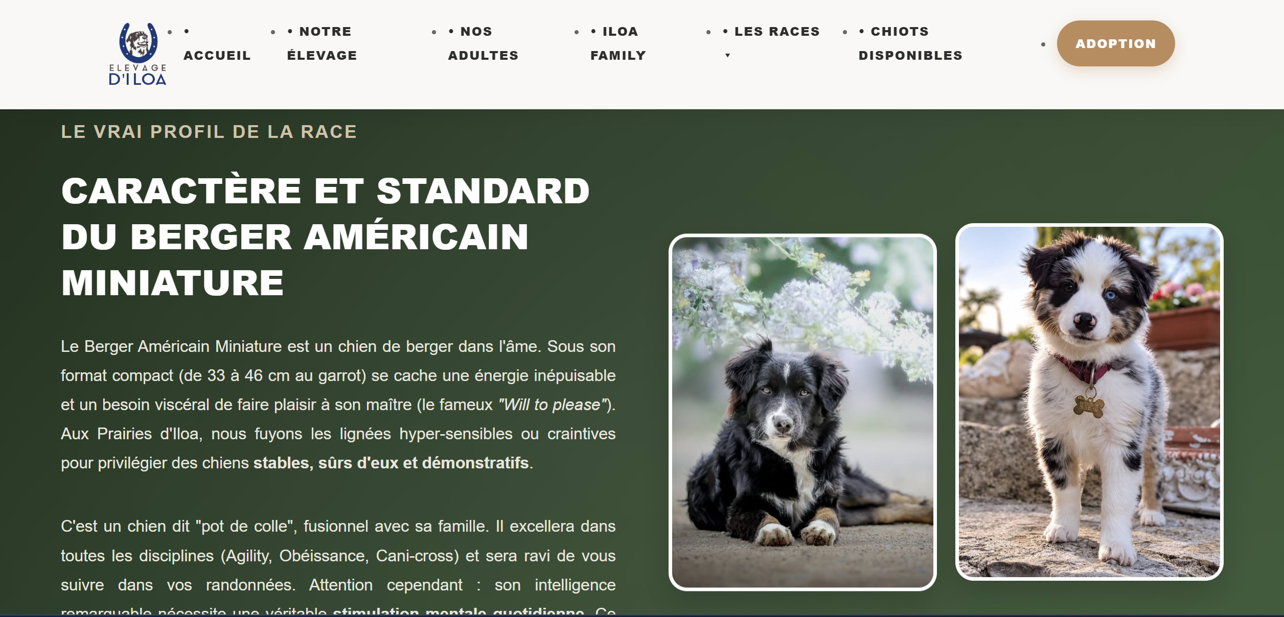 Vue détaillée des fiches chiens Prairies d'Iloa