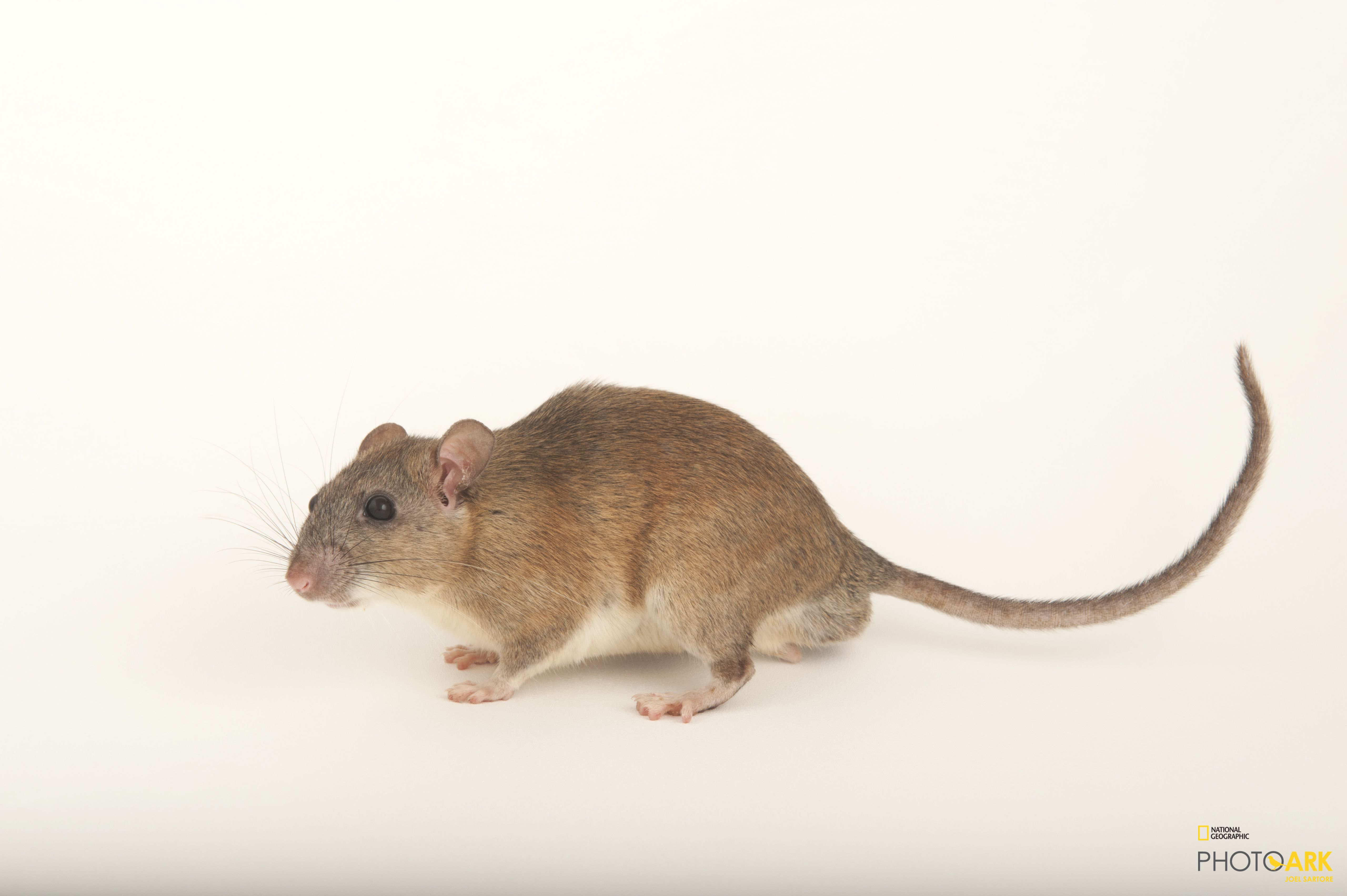 photo-ark-home-federally-endangered-key-largo-woodrat-national