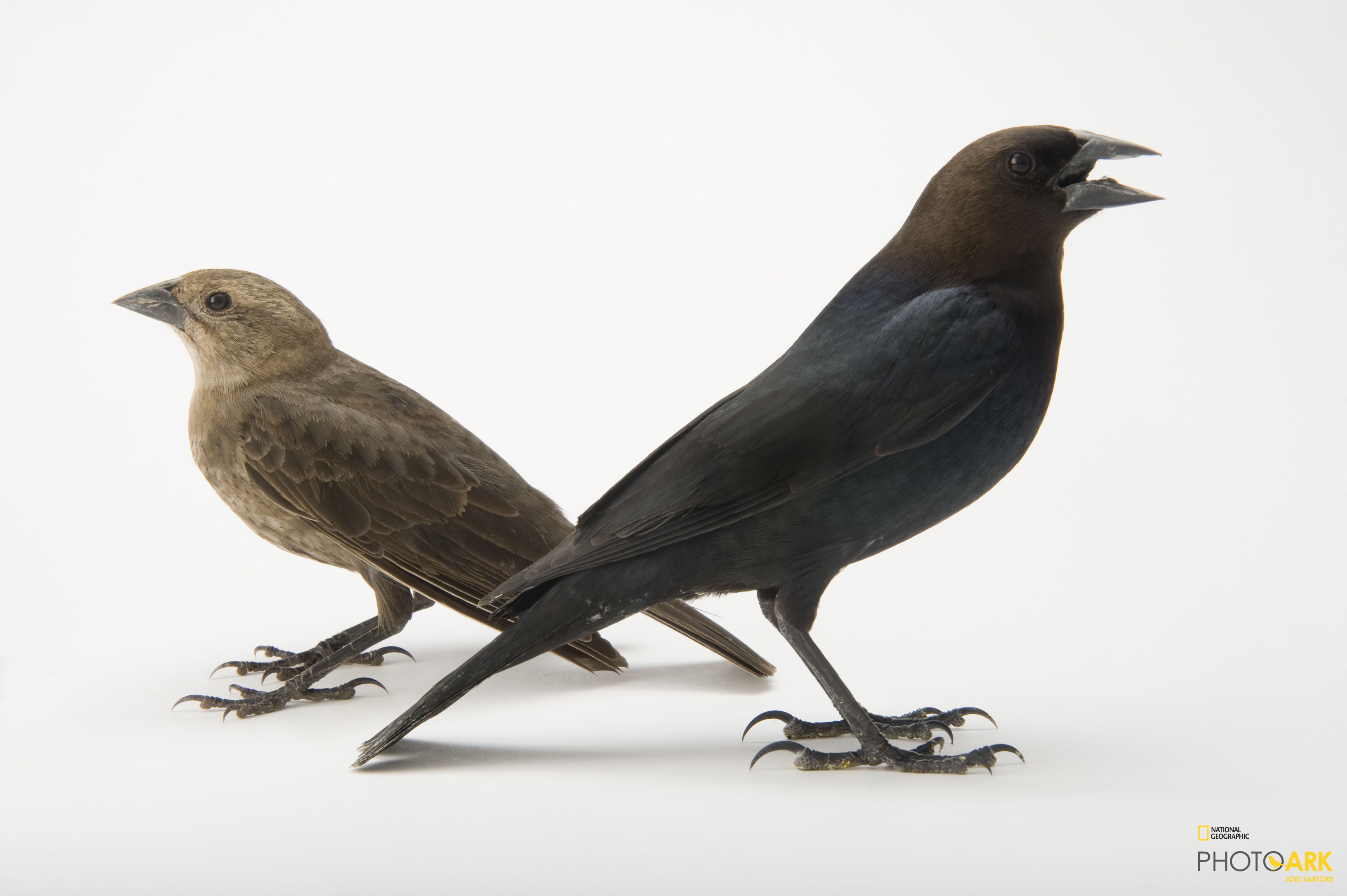 Photo Ark Home Male And Female Brown Headed Cowbirds National Geographic Society From wikimedia commons, the free media repository. national geographic society