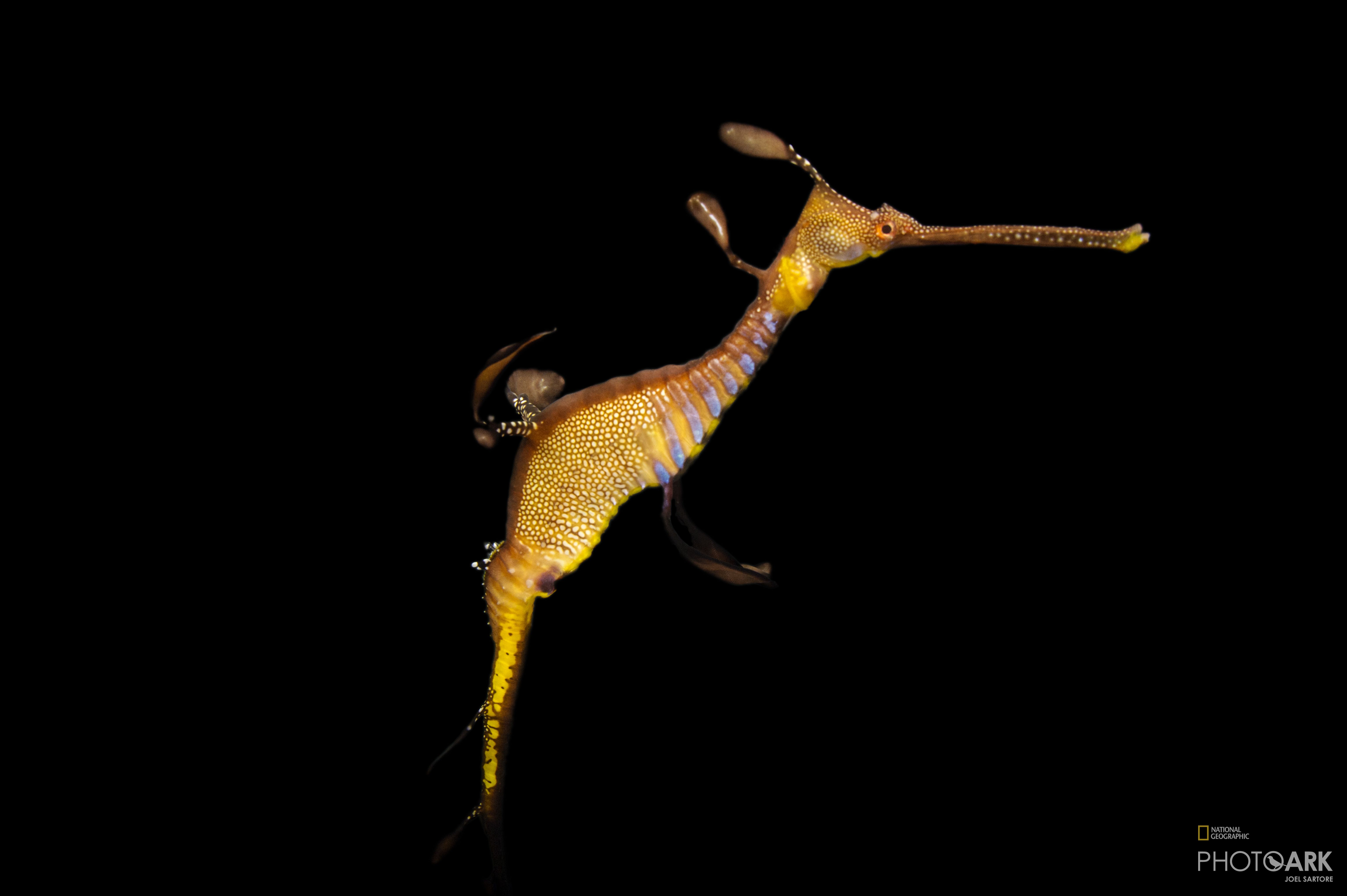 Photo Ark Home Weedy Seadragon National Geographic Society