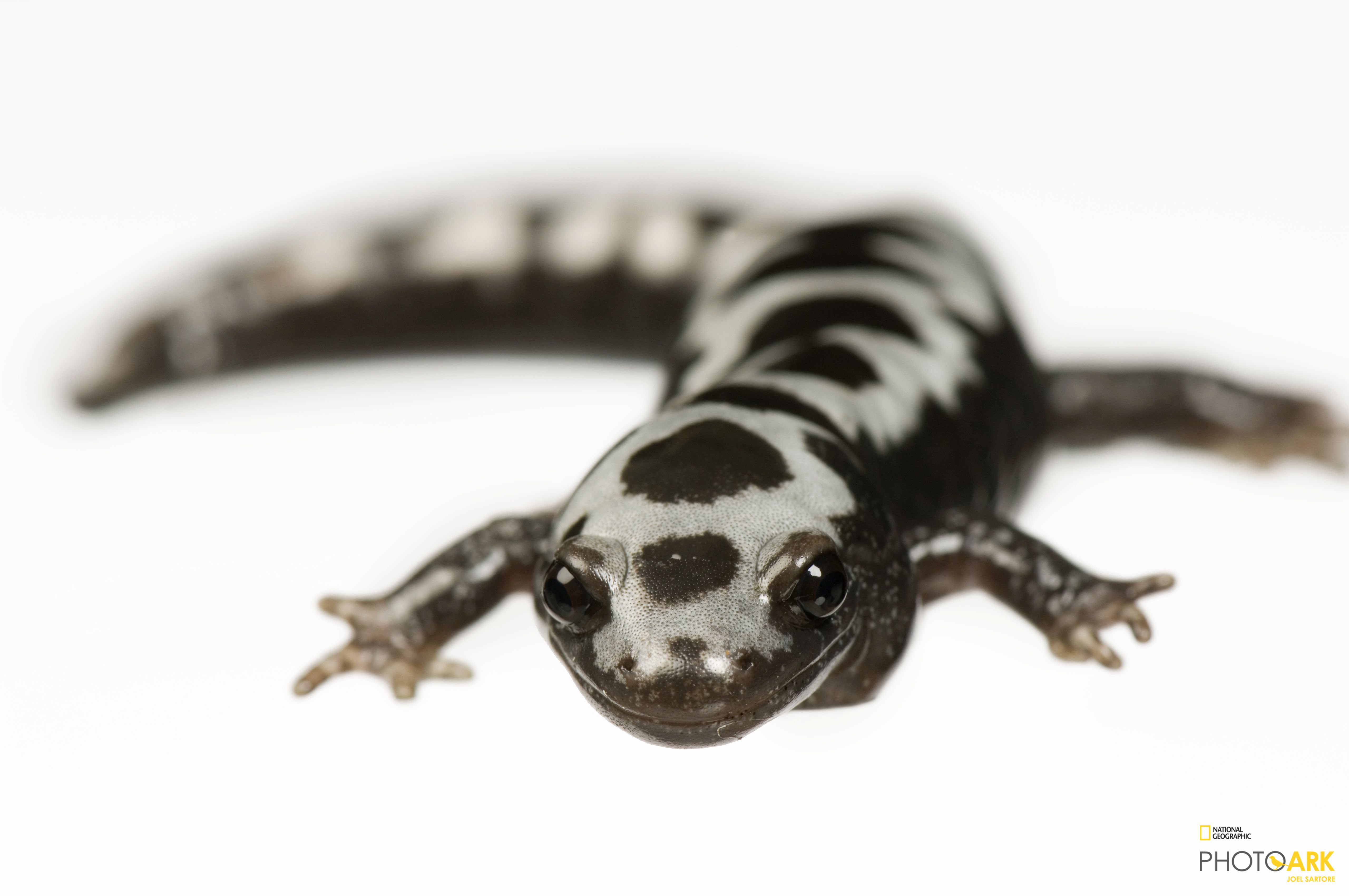 Photo Ark Home Marbled Salamander Ambystoma Opacum At The St Louis Zoo National Geographic Society