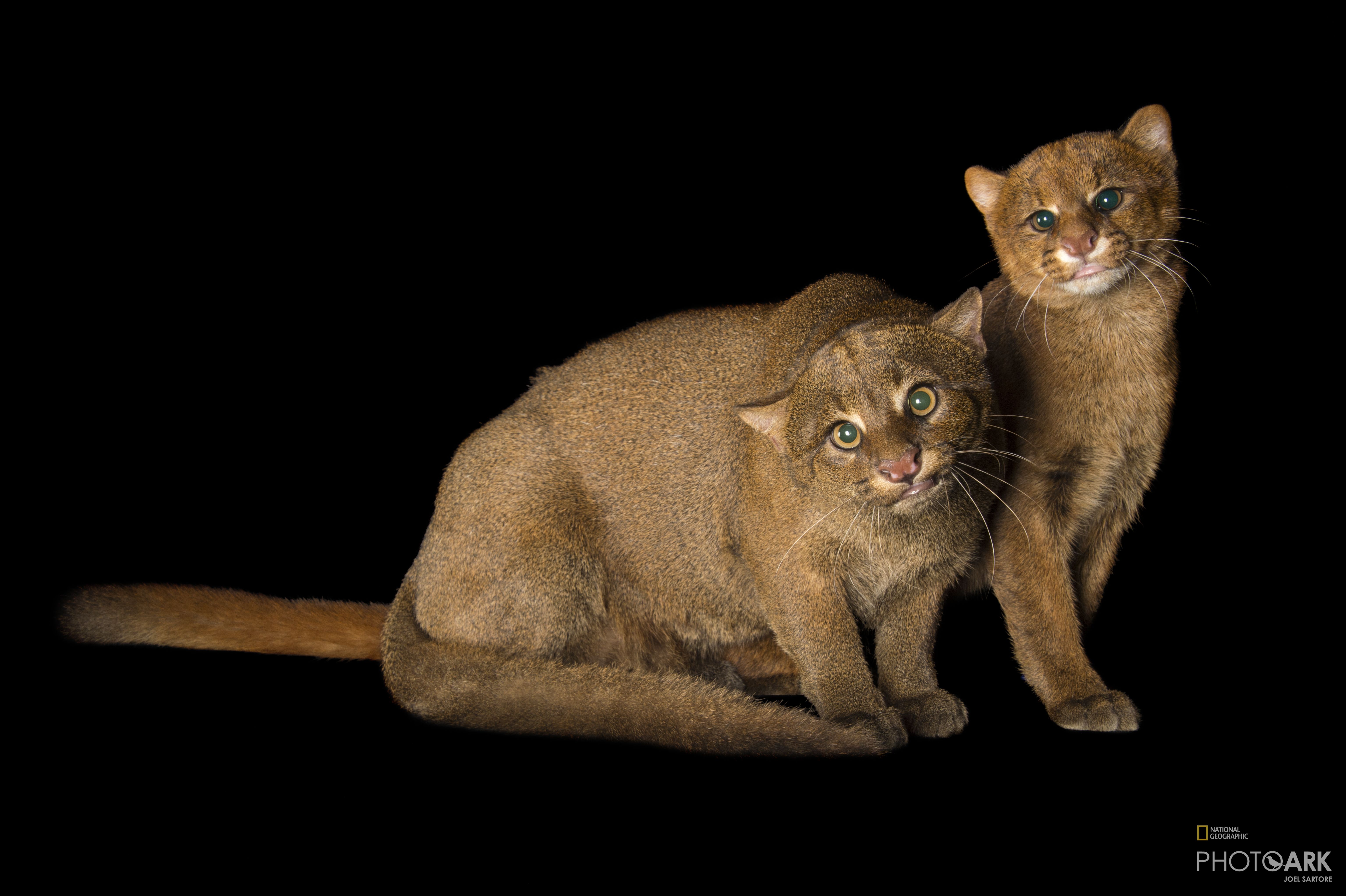 Photo Ark Home Federally Endangered Jaguarundi National