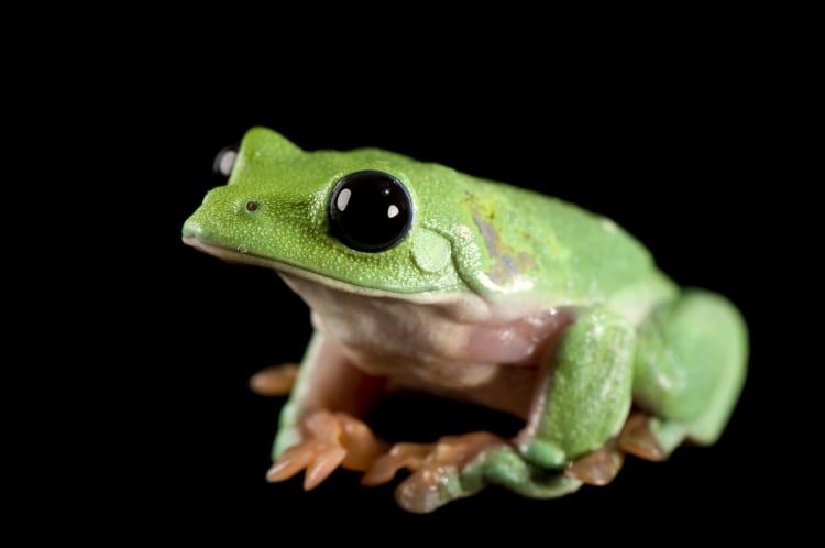 Photo Ark Home Black Eyed Or Morelet's Tree Frog | National Geographic