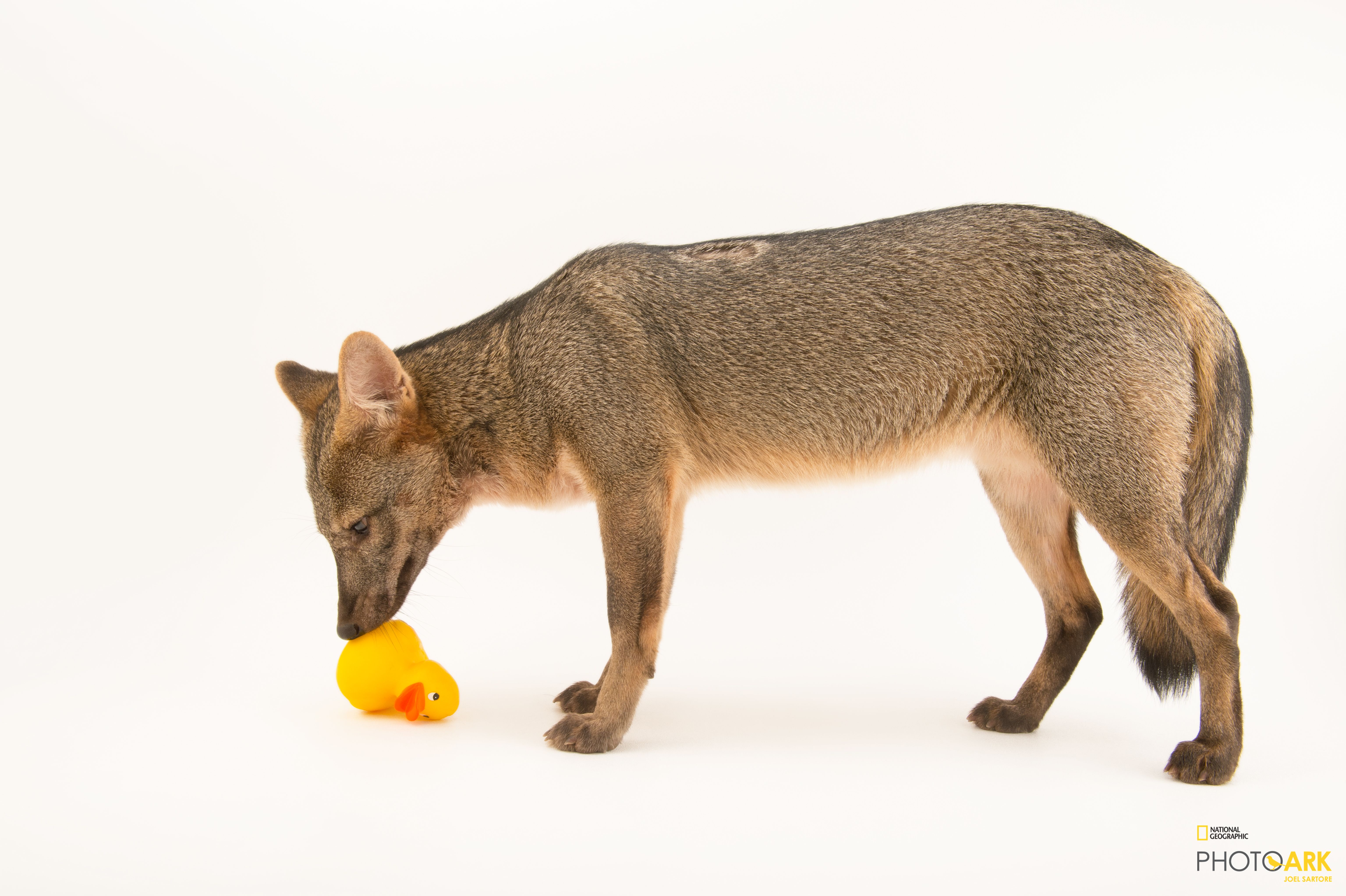 Photo Ark Home Crab Eating Fox National Geographic Society