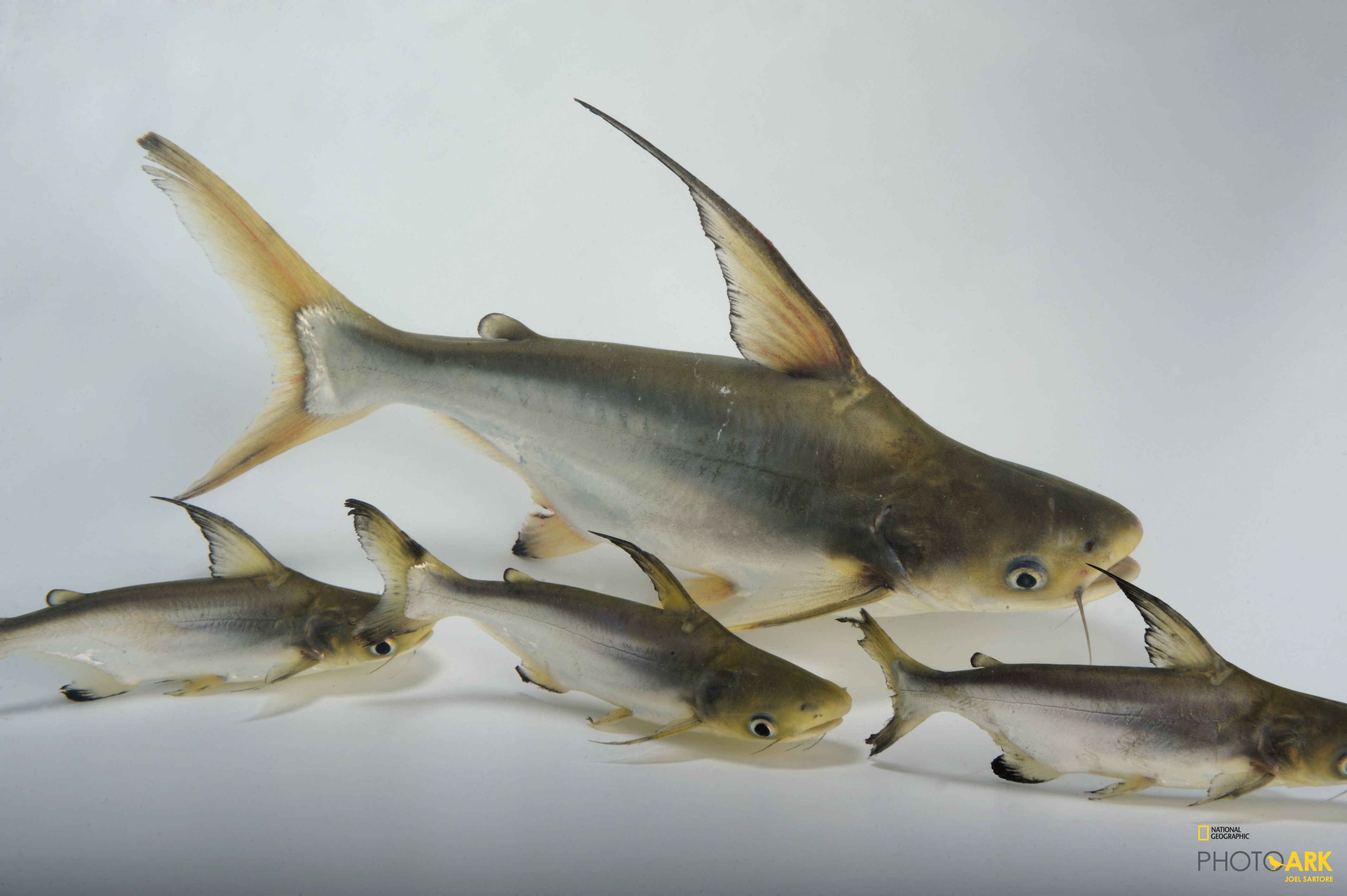 Photo Ark Home Critically Endangered Giant Pangasius National Geographic Society