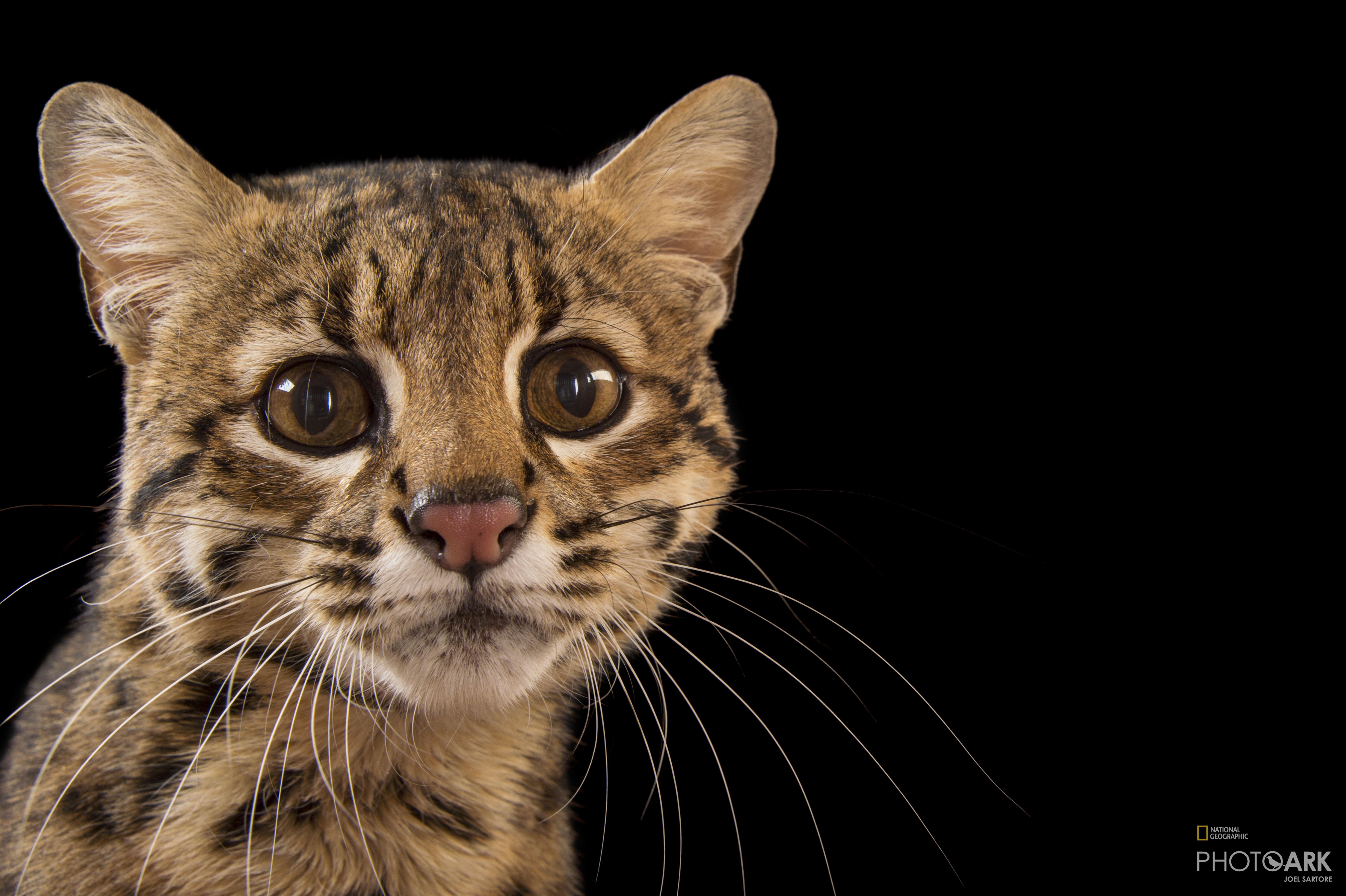 Photo Ark Home Geoffroy S Cat National Geographic Society