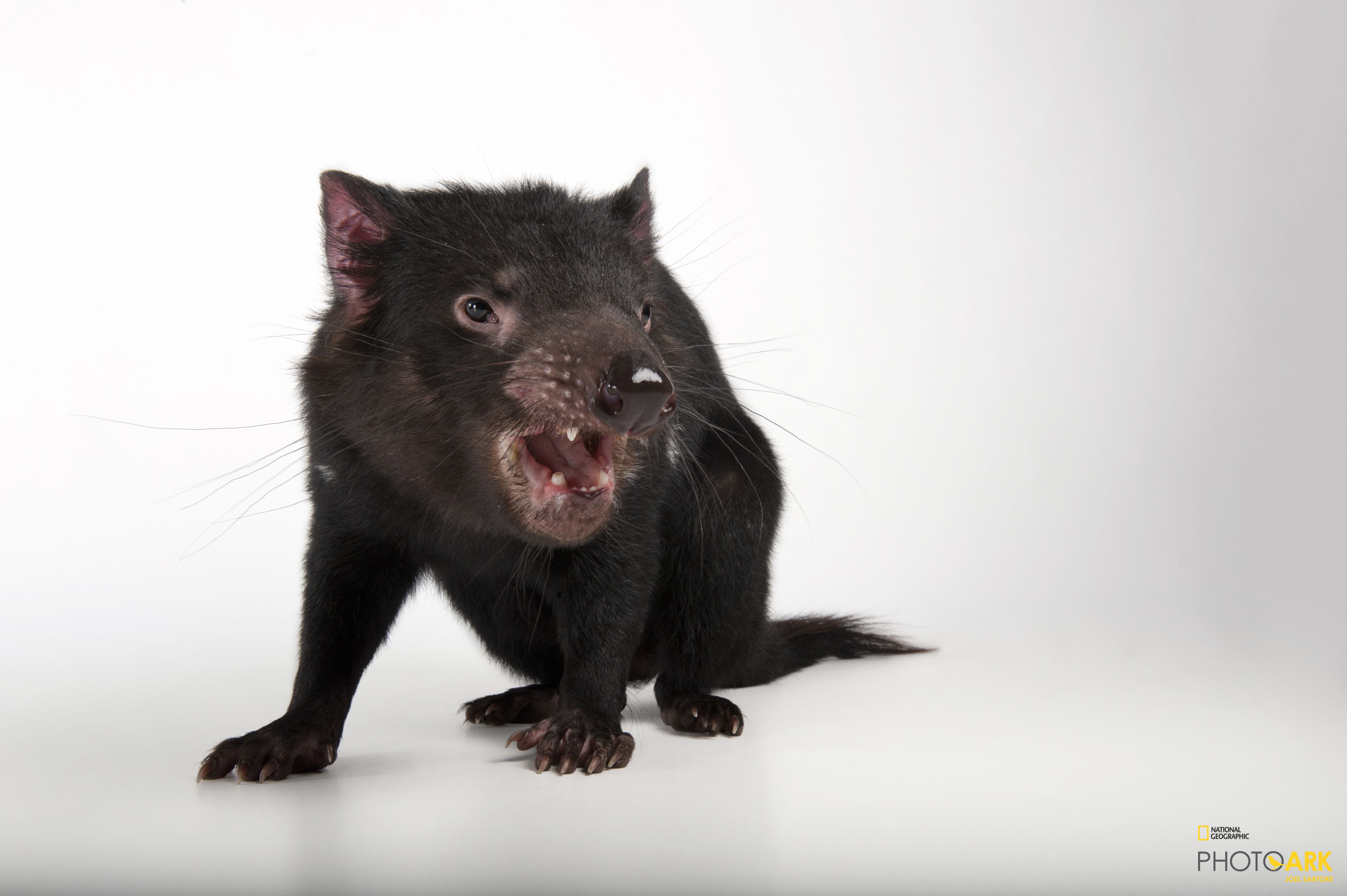Photo Ark Home Tasmanian Devil National Geographic Society