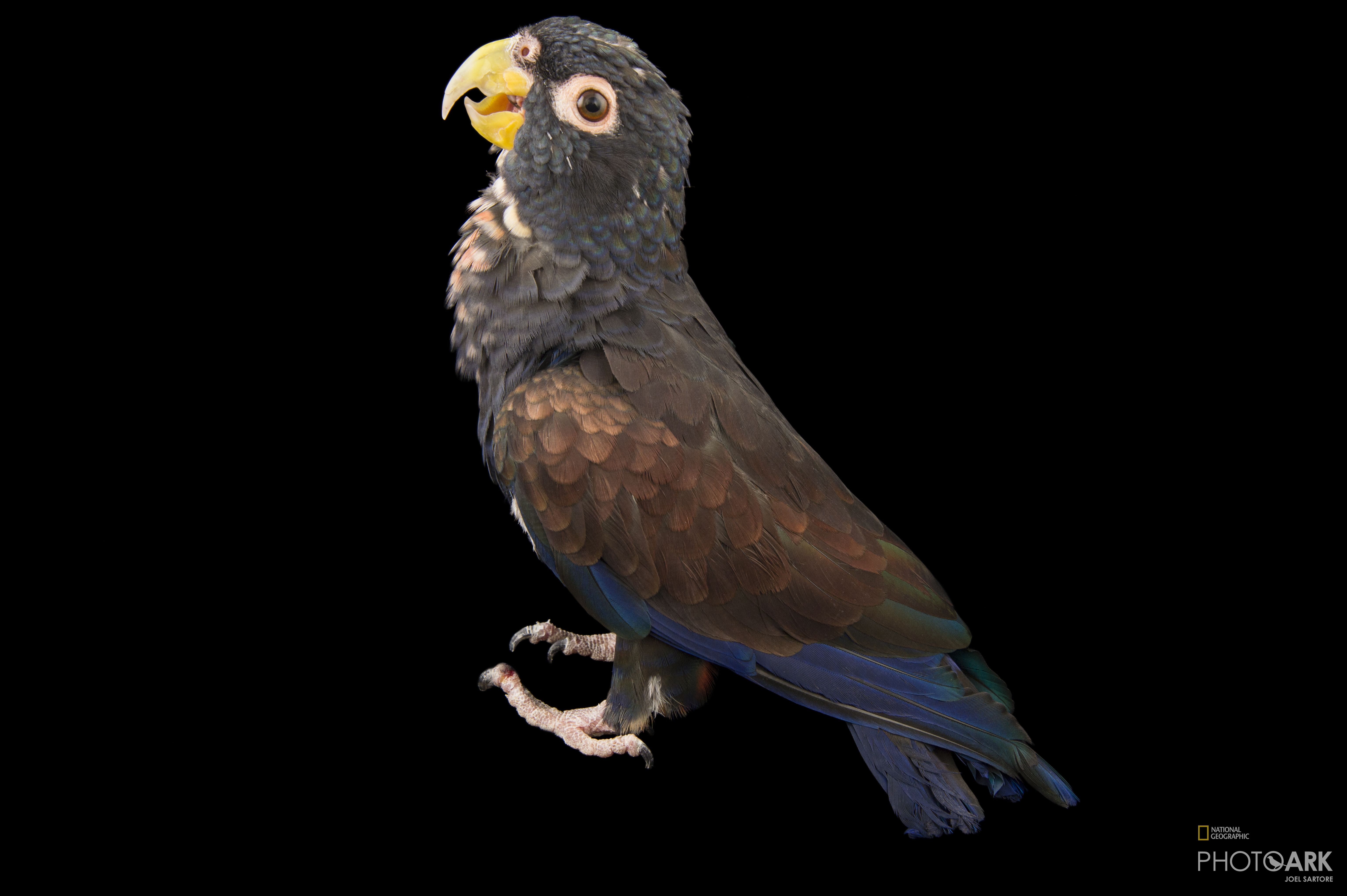 Photo Ark Home Bronze Winged Parrot | National Geographic Society