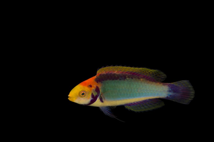photo ark home red eye wrasse