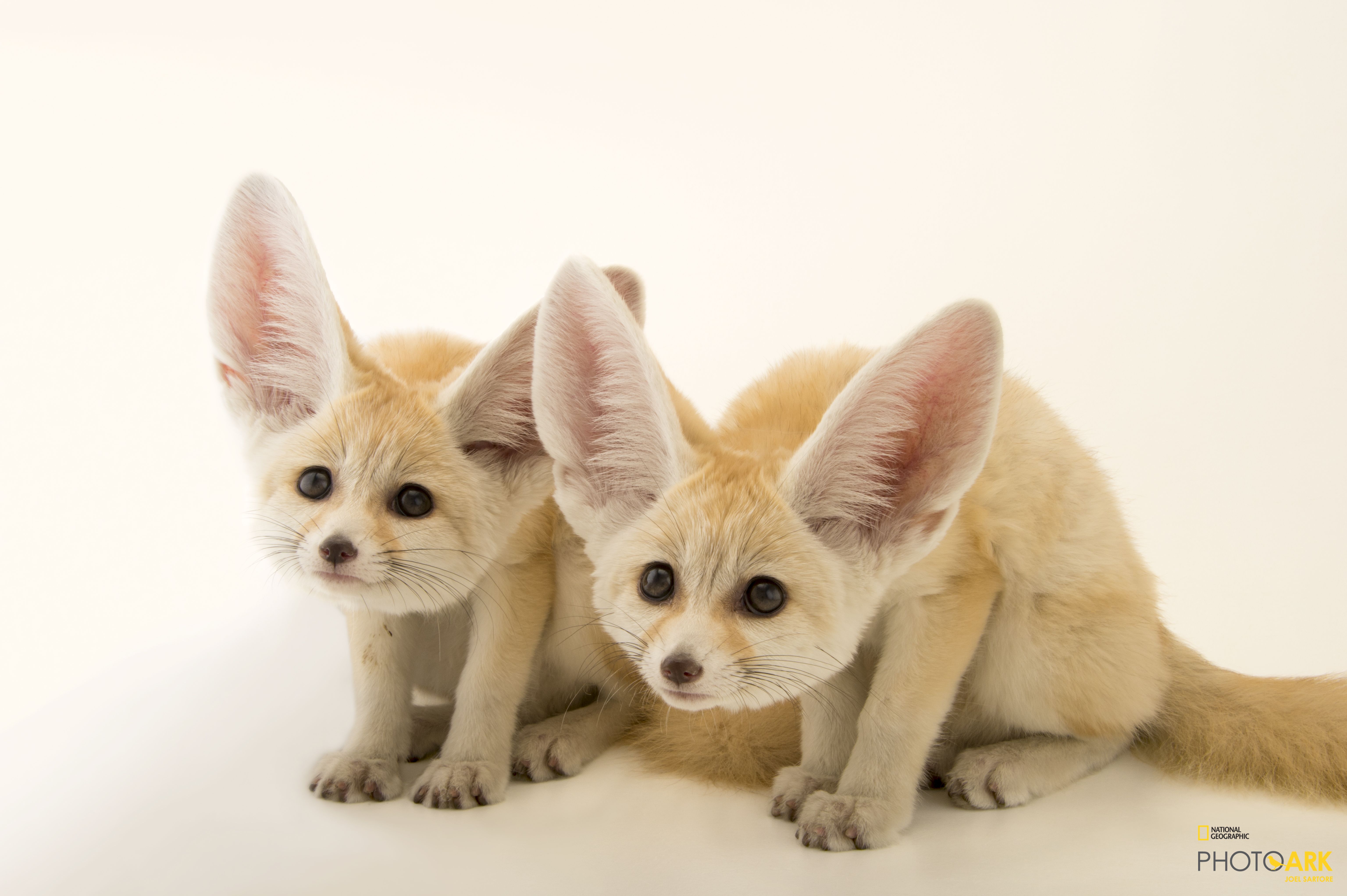 Photo Ark Home Fennec Fox National Geographic Society