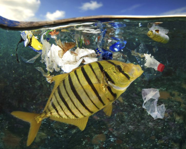 Golden Trevally Eating Plastic