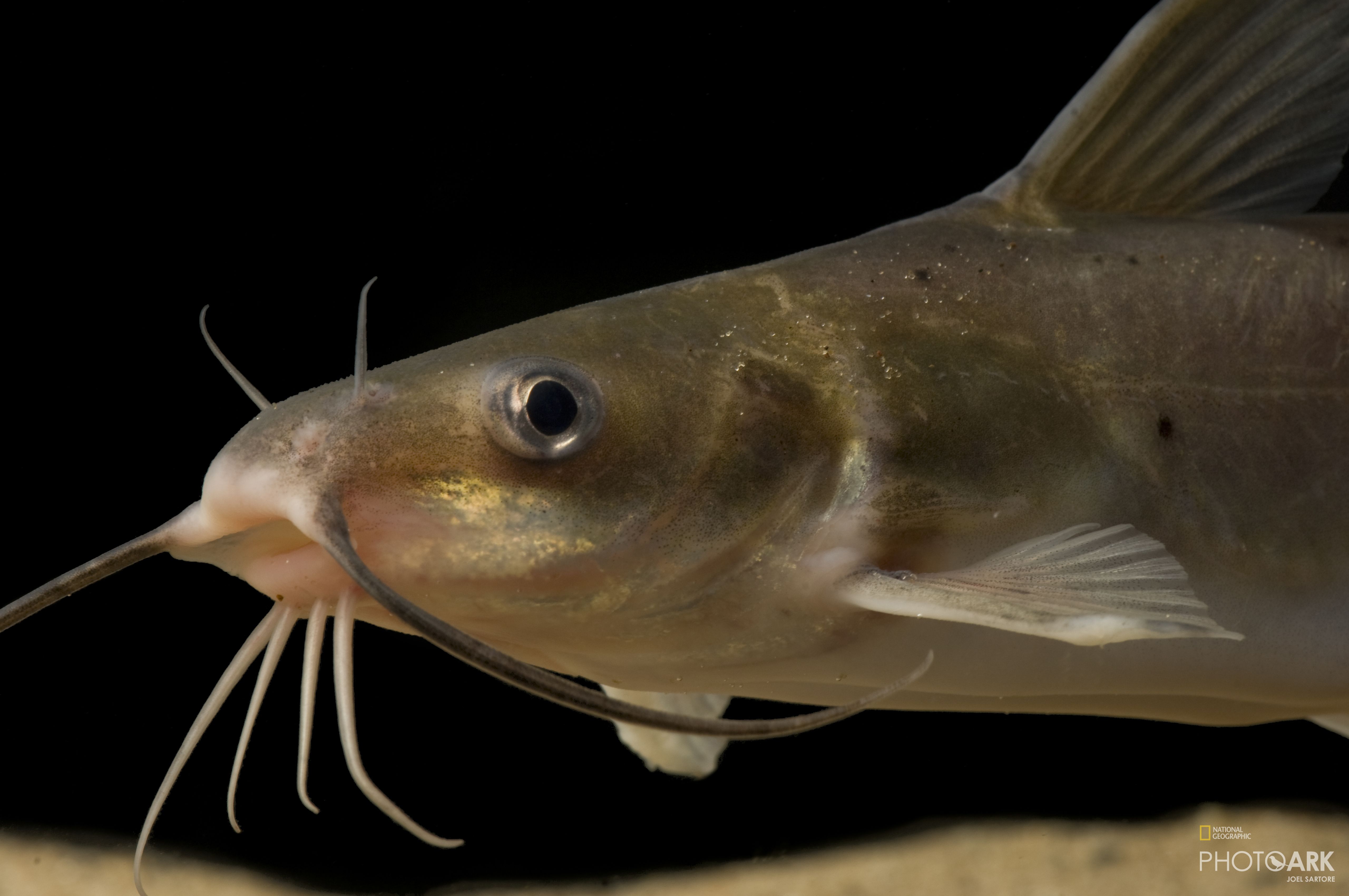 Photo Ark Home Channel Catfish National Geographic Society