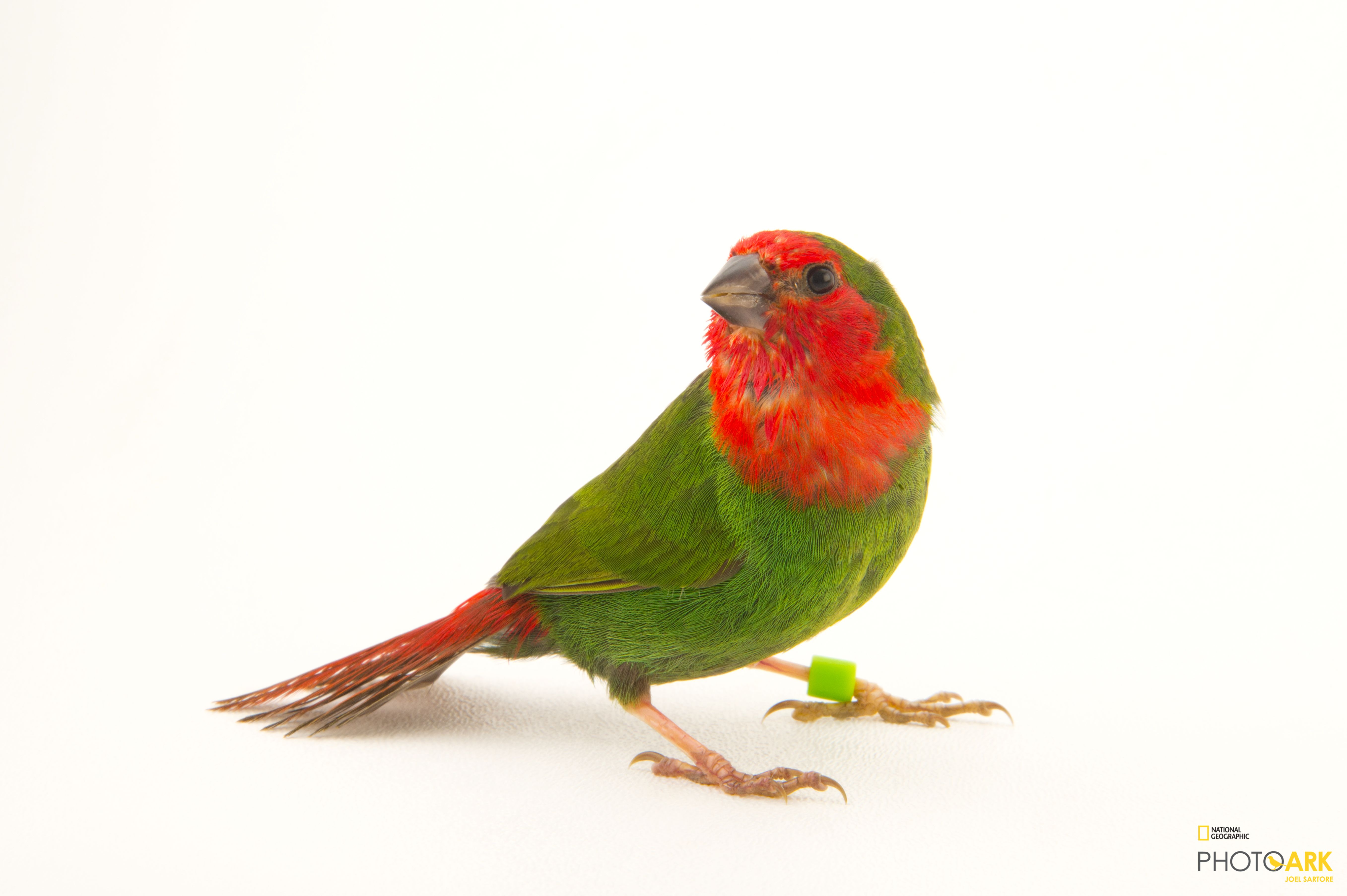 Photo Ark Home RedFaced Parrot Finch Or RedThroated Parrotfinch National Geographic Society