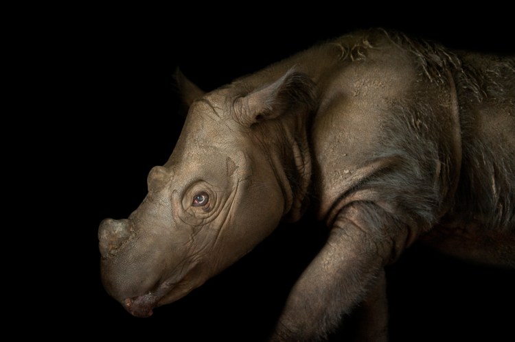 Photo Ark Home Sumatran Rhino | National Geographic Society