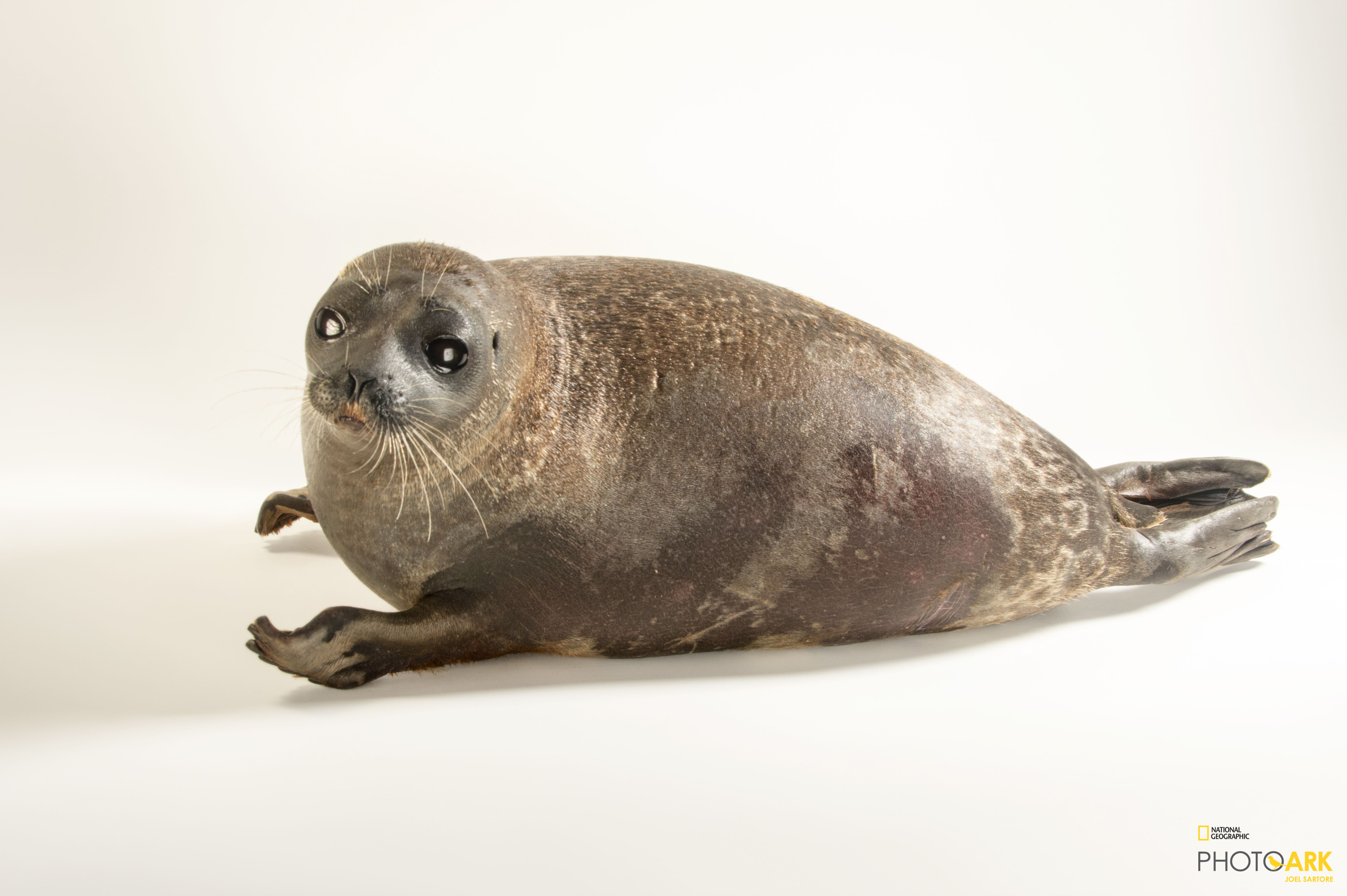 Photo Ark Home Ringed Seal National Geographic Society