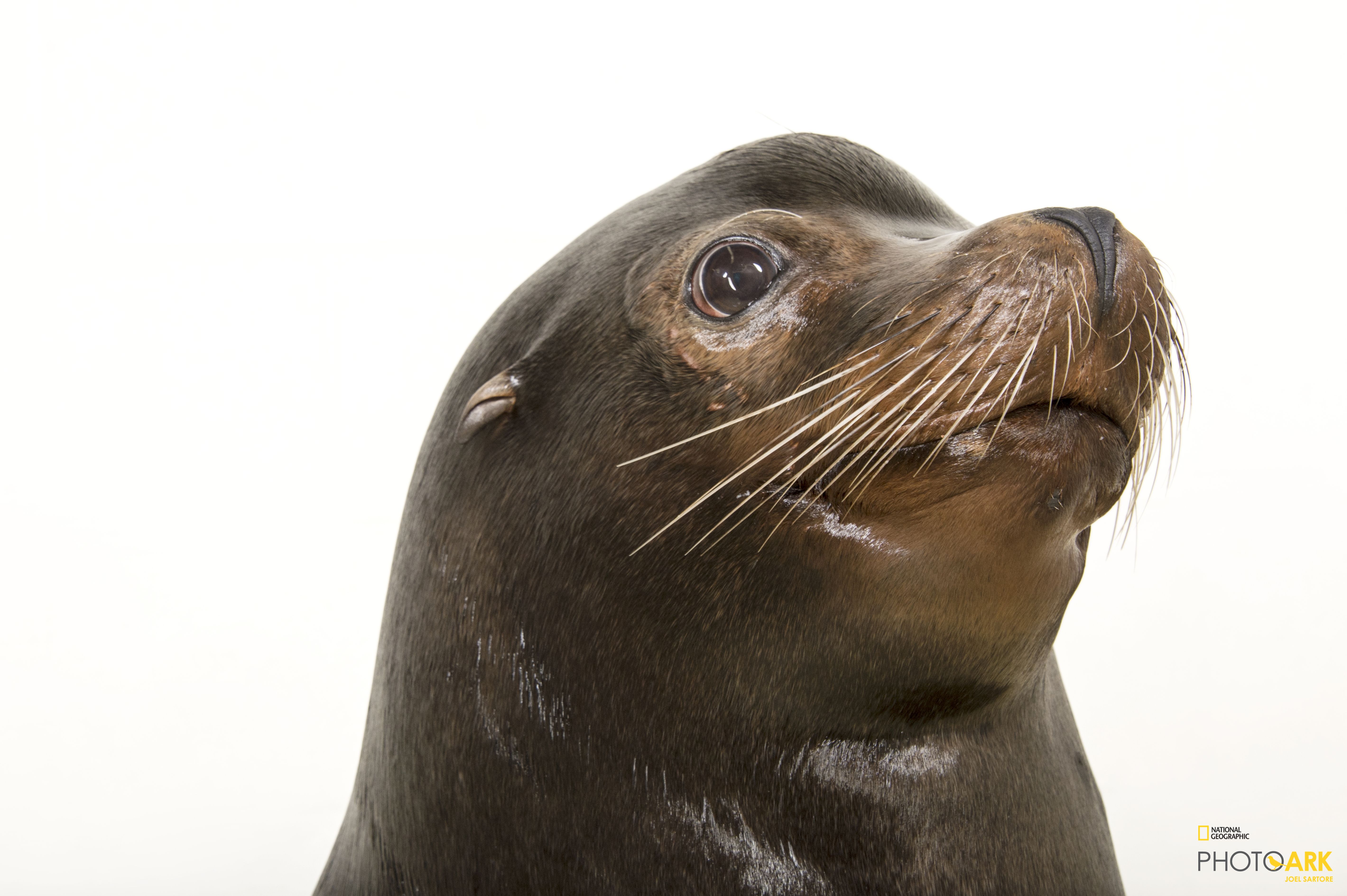 Photo Ark Home California Sea Lion | National Geographic Society