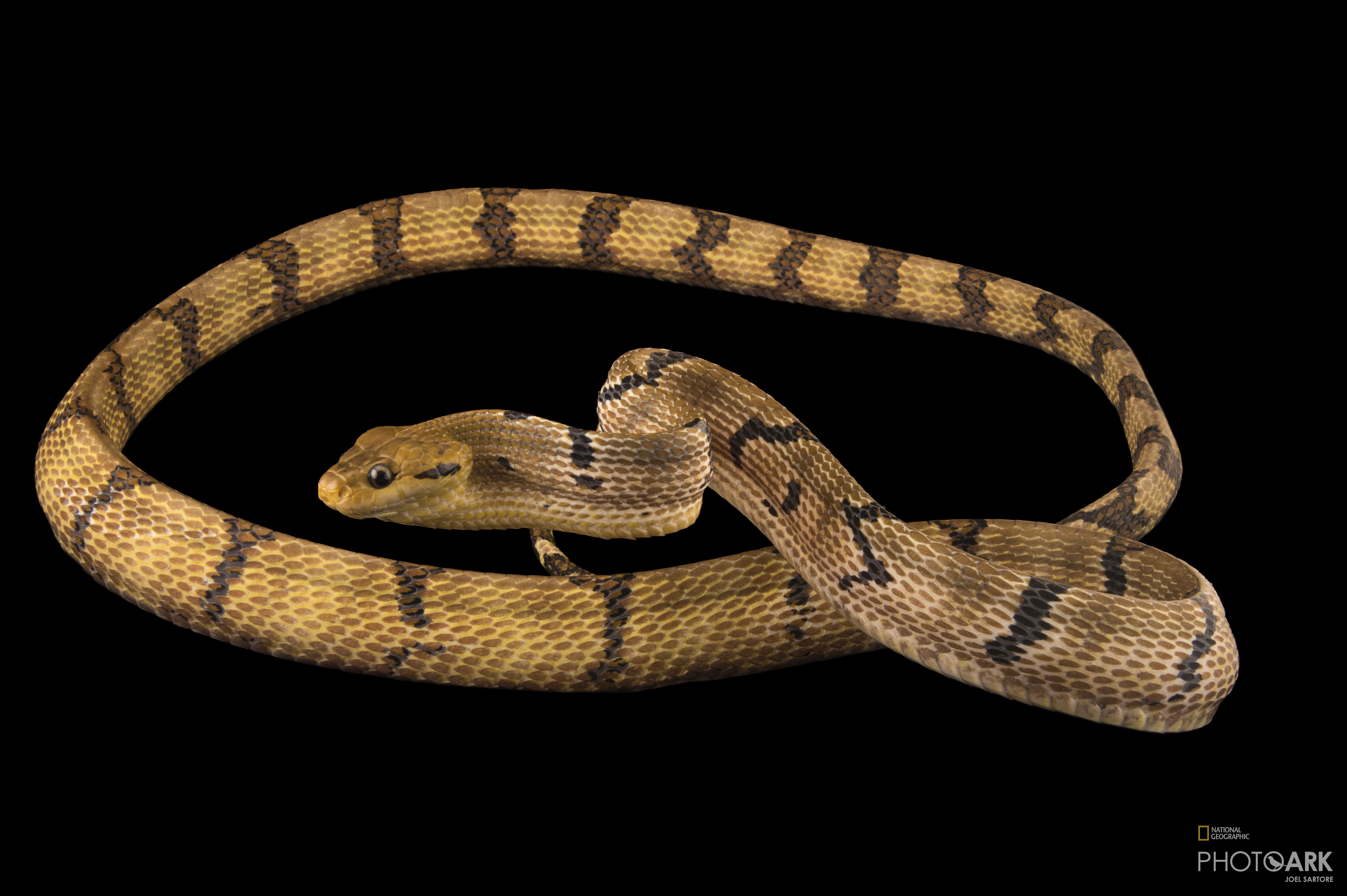 national geographic society