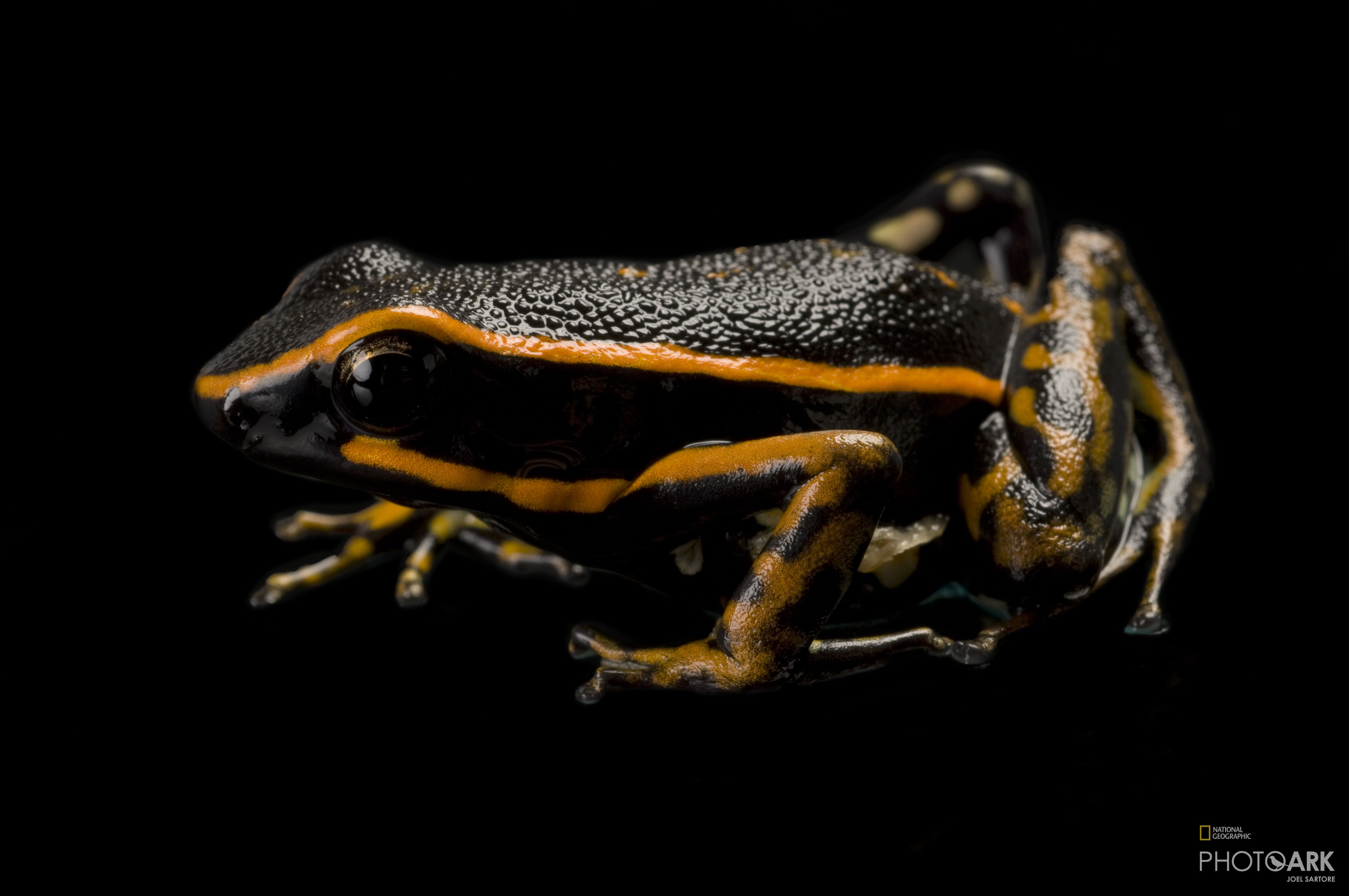 photo-ark-home-three-striped-poison-dart-frog-national-geographic-society