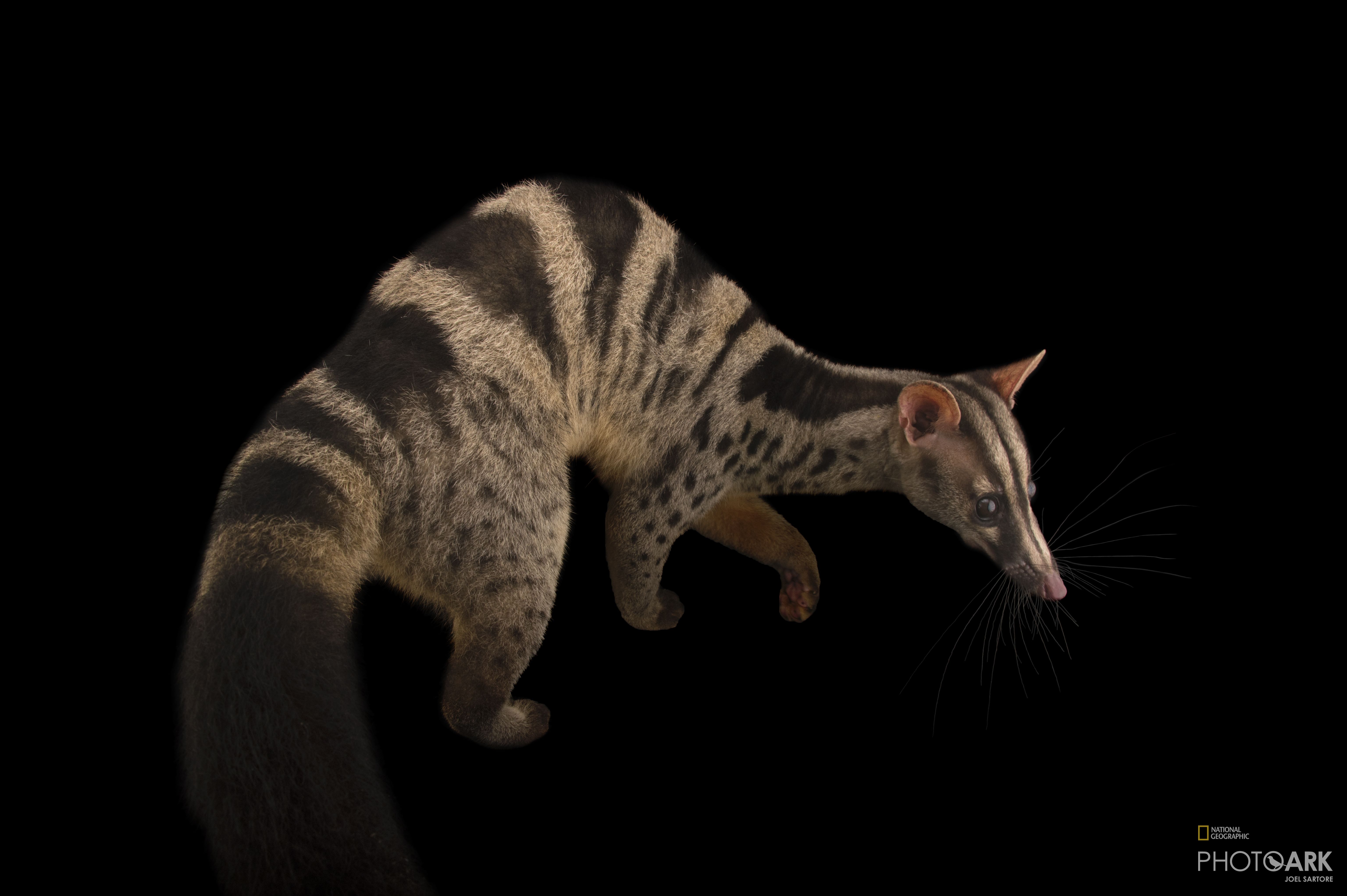 Photo Ark Home Owston's Palm Civet National Geographic Society
