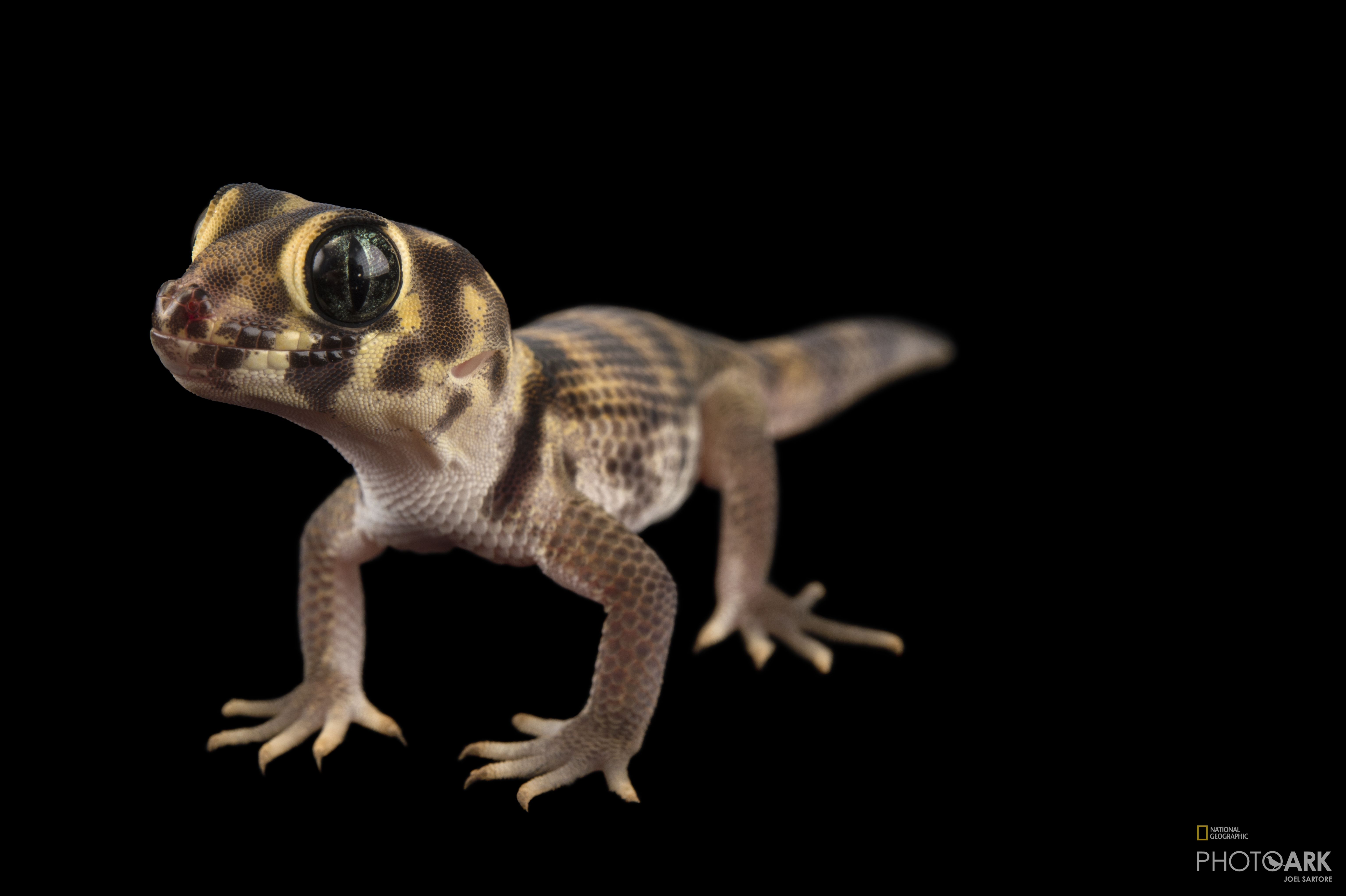 Photo Ark Home Frog Eyed Or Common Wonder Gecko | National Geographic