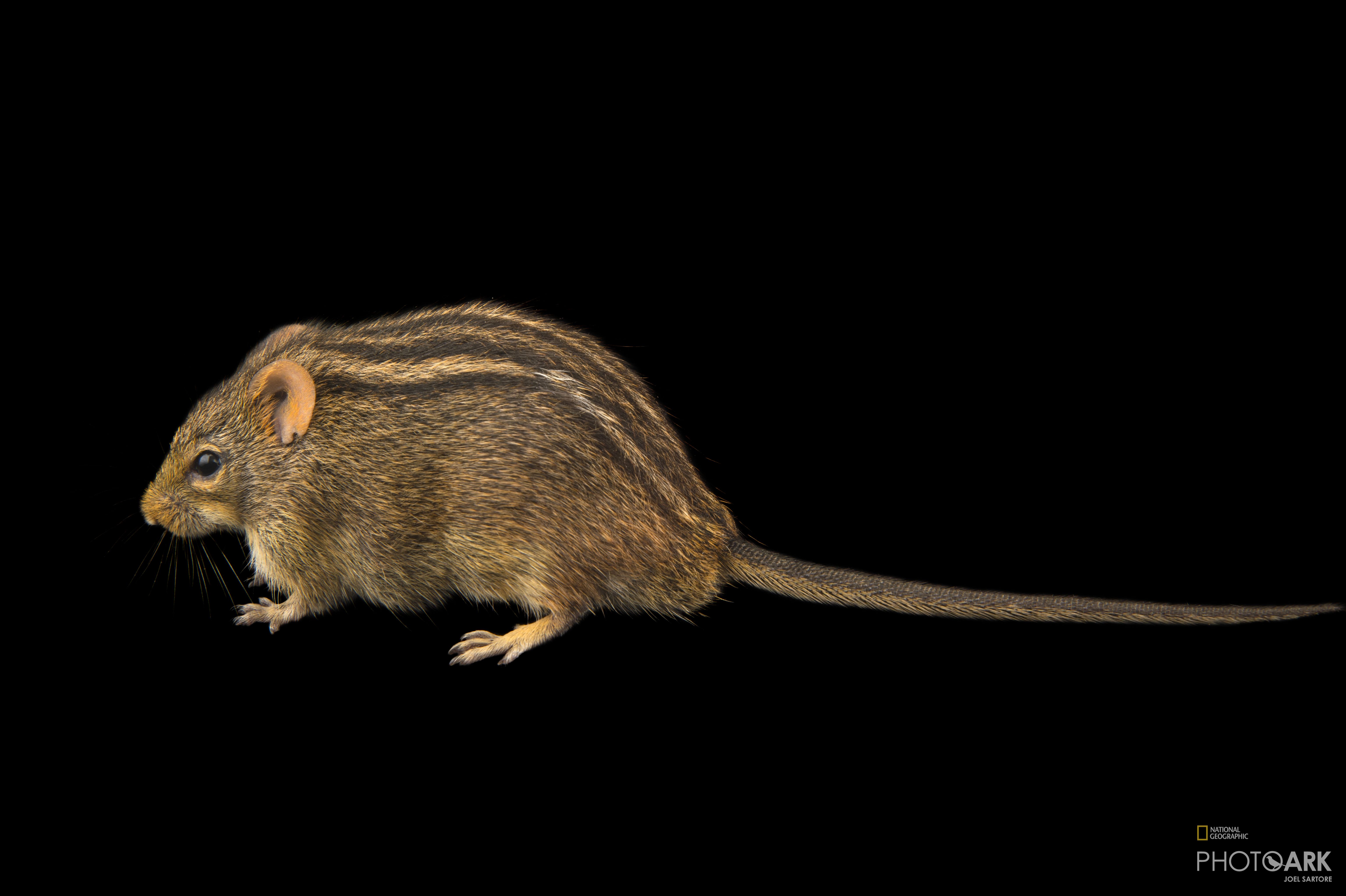 Photo Ark Home Mesic Four Striped Grass Mouse | National Geographic Society